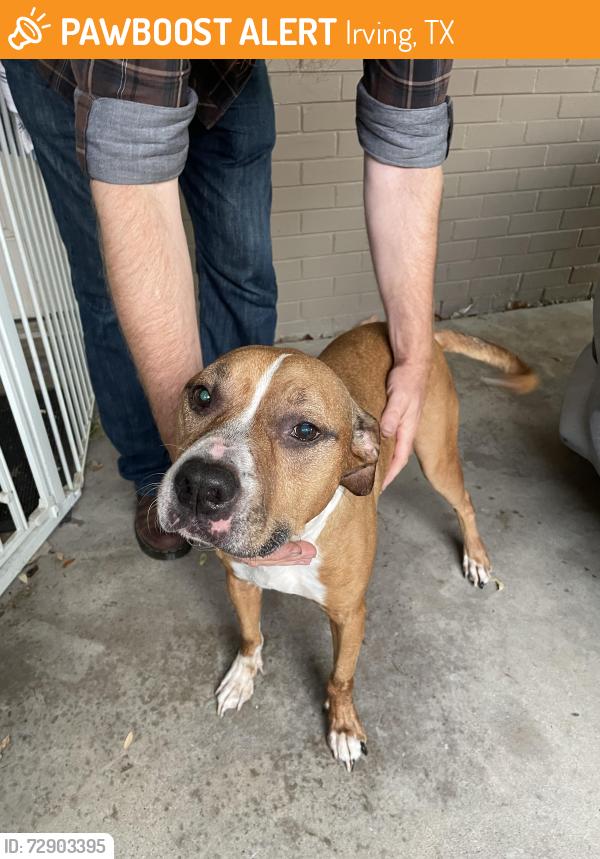 Found/Stray Male Dog last seen Irving, Tx 75061, Irving, TX 75061