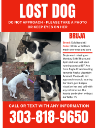 Lost Female Dog last seen 96th ave and hwy 2, Commerce City, CO 80022