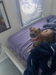 Lost Male Dog last seen Near 1732, San Benito, TX 78586