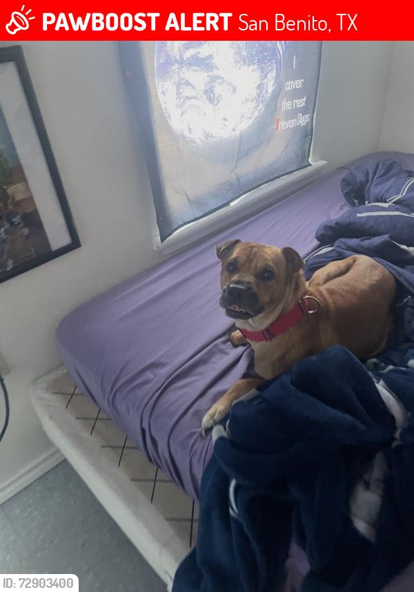 Lost Male Dog last seen Near 1732, San Benito, TX 78586