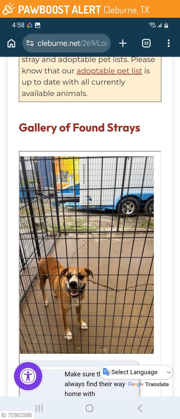 Found/Stray Male Dog last seen Ez Mart Poindexter , Cleburne, TX 76031