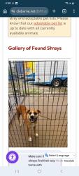Found/Stray Male Dog last seen Ez Mart Poindexter , Cleburne, TX 76031