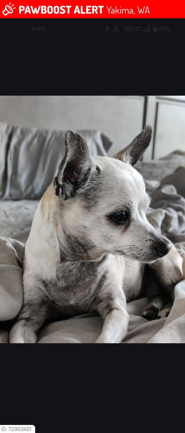 Lost Female Dog last seen Coolidge and 76th , Yakima, WA 98903