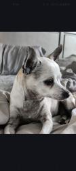 Lost Female Dog last seen Coolidge and 76th , Yakima, WA 98903