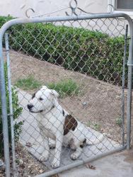 Reunited Female Dog last seen Belmont and Chestnut , Fresno, CA 93702