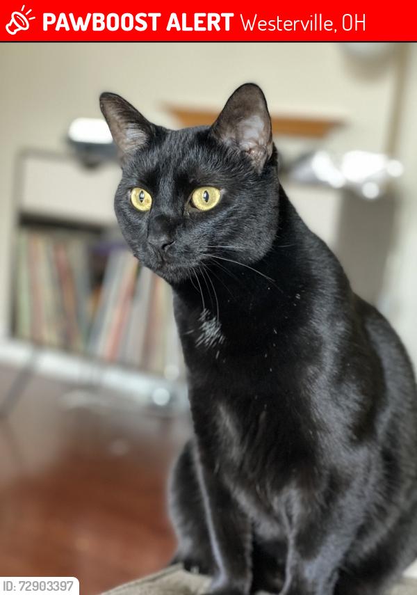 Lost Male Cat last seen Dempsey and Bader road , Westerville, OH 43081