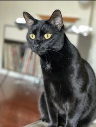 Lost Male Cat last seen Dempsey and Bader road , Westerville, OH 43081