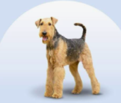 Found/Stray Unknown Dog last seen Franklin Ave NW/Georgia Street, Concord, NC 28025