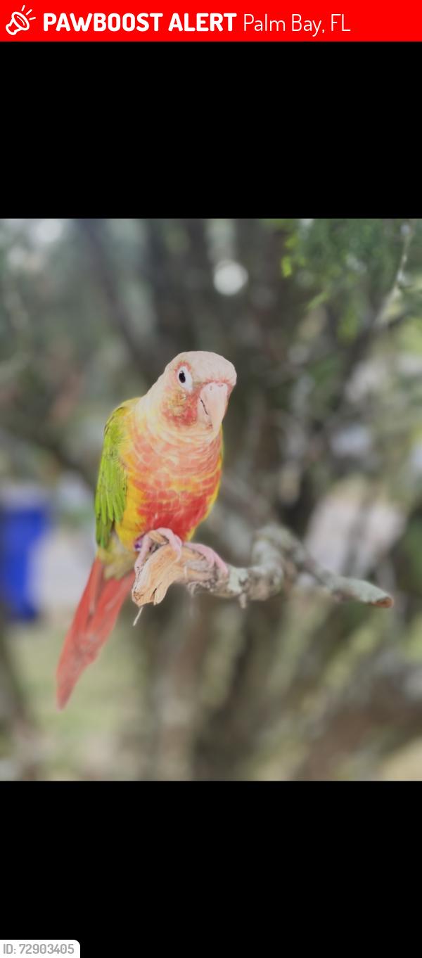 Lost Unknown Bird last seen Hanau ave nw, Palm Bay, FL 32907