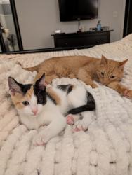 Lost Male Cat last seen East cocalico heights neighborhood , Stevens, PA 17578