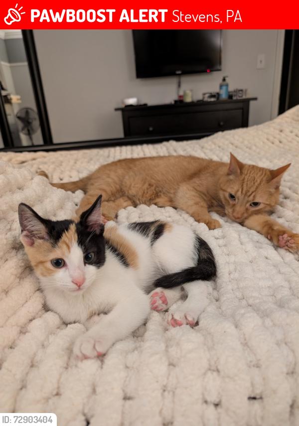 Lost Male Cat last seen East cocalico heights neighborhood , Stevens, PA 17578