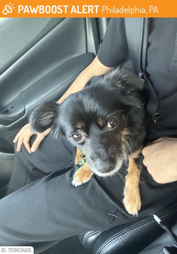 Found/Stray Male Dog last seen Germantown and Alleghany , Philadelphia, PA 19144