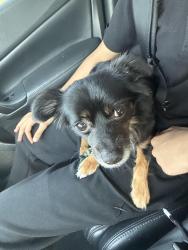 Found/Stray Male Dog last seen Germantown and Alleghany , Philadelphia, PA 19144
