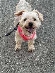 Found/Stray Male Dog last seen Silverpine semmes, Semmes, AL 36575