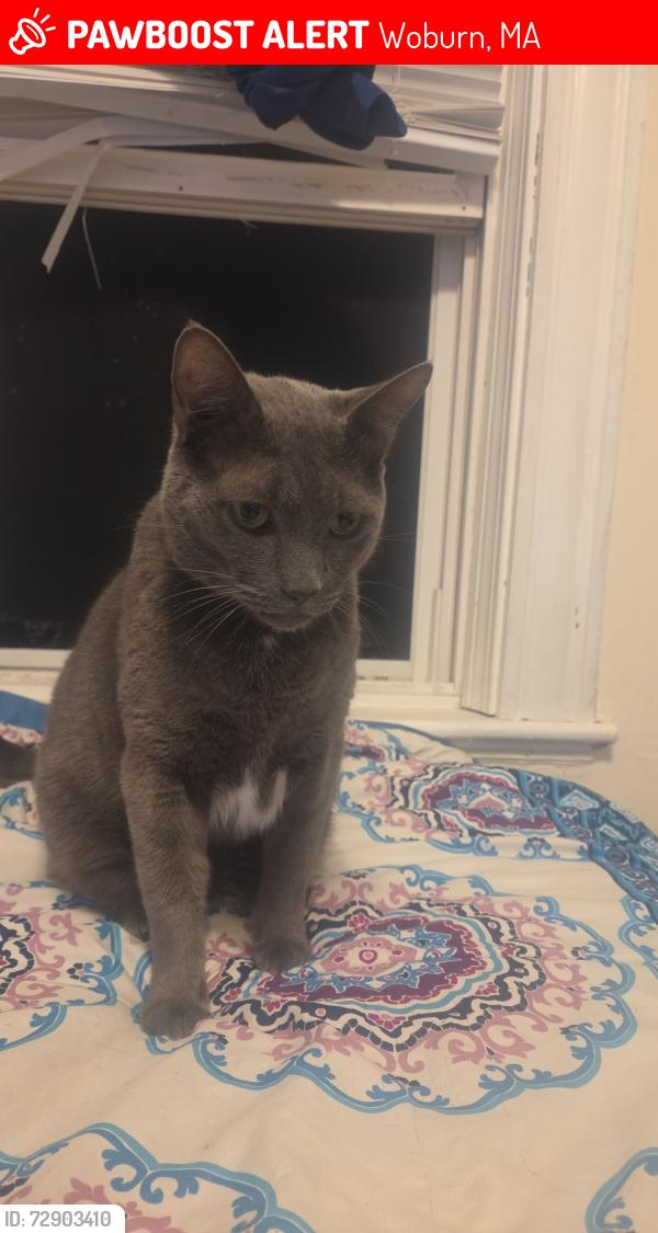 Lost Male Cat last seen Spring Court Ext, Woburn, MA 01801