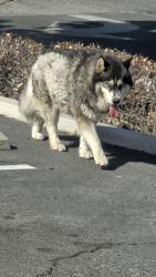Found/Stray Unknown Dog last seen Bear Valley Rd and Cottonwood, Victorville, CA 92395