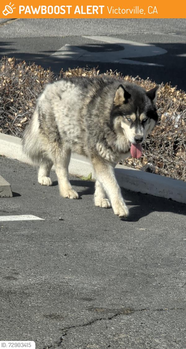 Found/Stray Unknown Dog last seen Bear Valley Rd and Cottonwood, Victorville, CA 92395