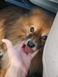 Reunited Male Dog last seen Tupelo ct , Menifee, CA 92586