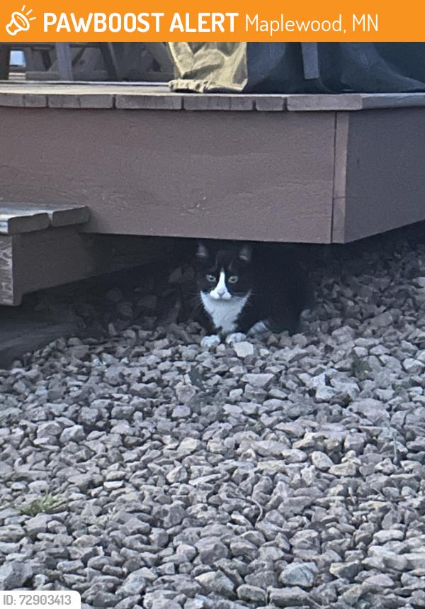 Found/Stray Female Cat last seen Playcrest park, Maplewood, MN 55109