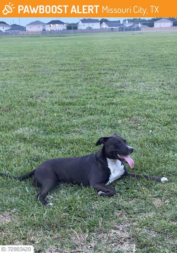 Found/Stray Female Dog last seen Foxglove dr, Missouri City, TX 77489