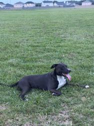 Found/Stray Female Dog last seen Foxglove dr, Missouri City, TX 77489
