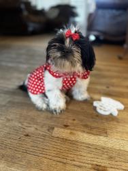 Lost Female Dog last seen Near s 80 th ave, Tulsa, OK 74112