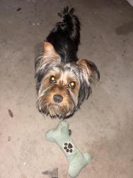 Lost Male Dog last seen Vance Jackson, San Antonio, TX 78230
