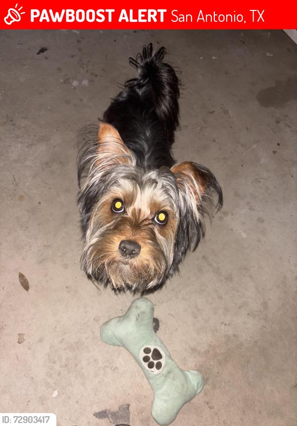 Lost Male Dog last seen Vance Jackson, San Antonio, TX 78230