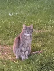 Lost Male Cat last seen Dutch bros coffee, Portland, OR 97233