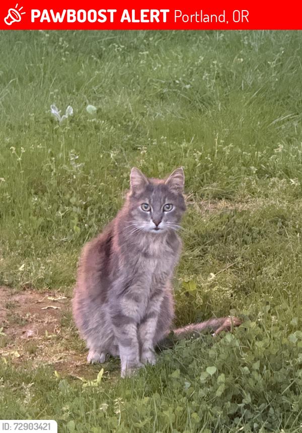 Lost Male Cat last seen Dutch bros coffee, Portland, OR 97233