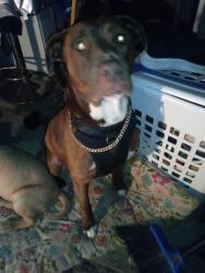 Reunited Male Dog last seen Rogers , Los Angeles, CA 90023