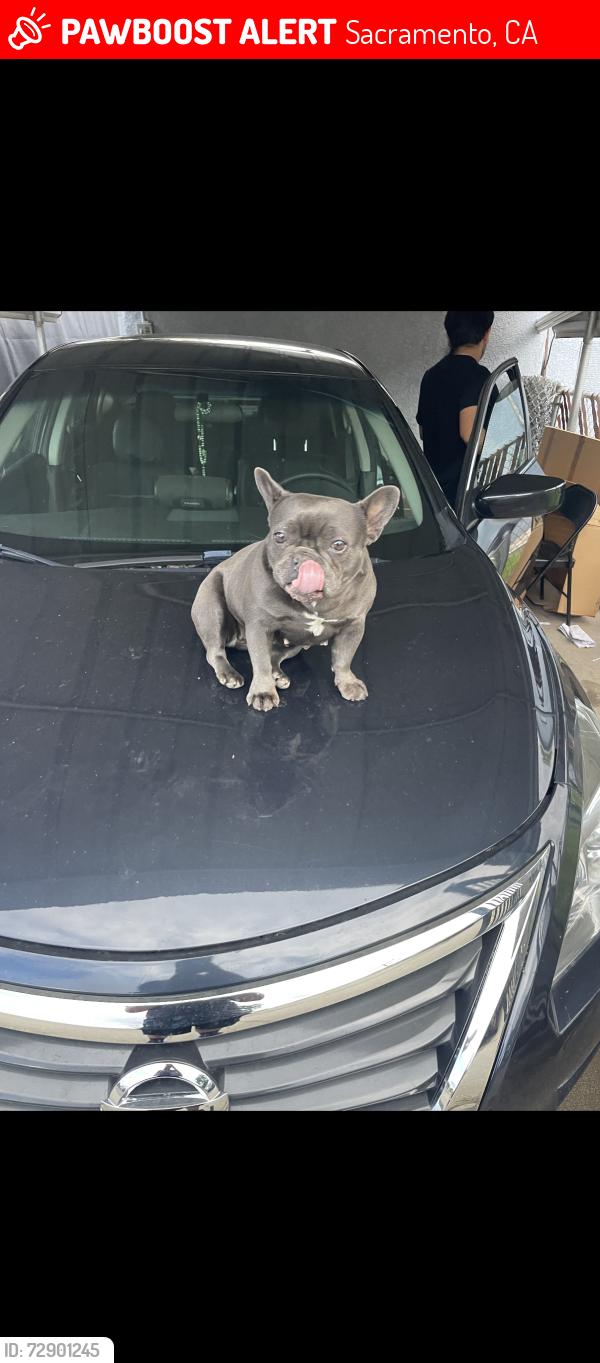 Lost Female Dog last seen Sonoma Ave and branch, Sacramento, CA 95815