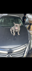 Lost Female Dog last seen Sonoma Ave and branch, Sacramento, CA 95815