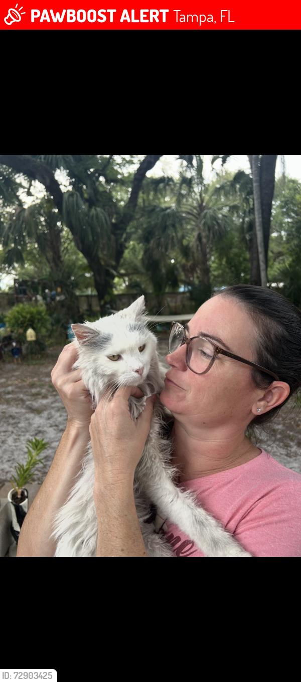 Lost Female Cat last seen Emma and Lynn , Tampa, FL 33603