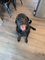 Shelter Stray Male Dog last seen Madison, WI , Madison, WI 53718