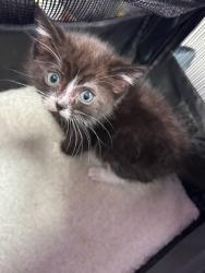 Shelter Stray Female Cat last seen El Paso, TX 79924, Fort Bliss, TX 79906