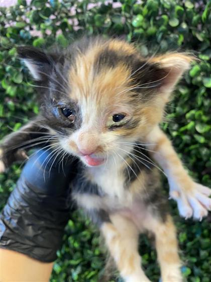 Shelter Stray Female Cat last seen El Paso, TX 79924, Fort Bliss, TX 79906