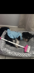 Lost Female Dog last seen Westminister , Arlington, TX 76015