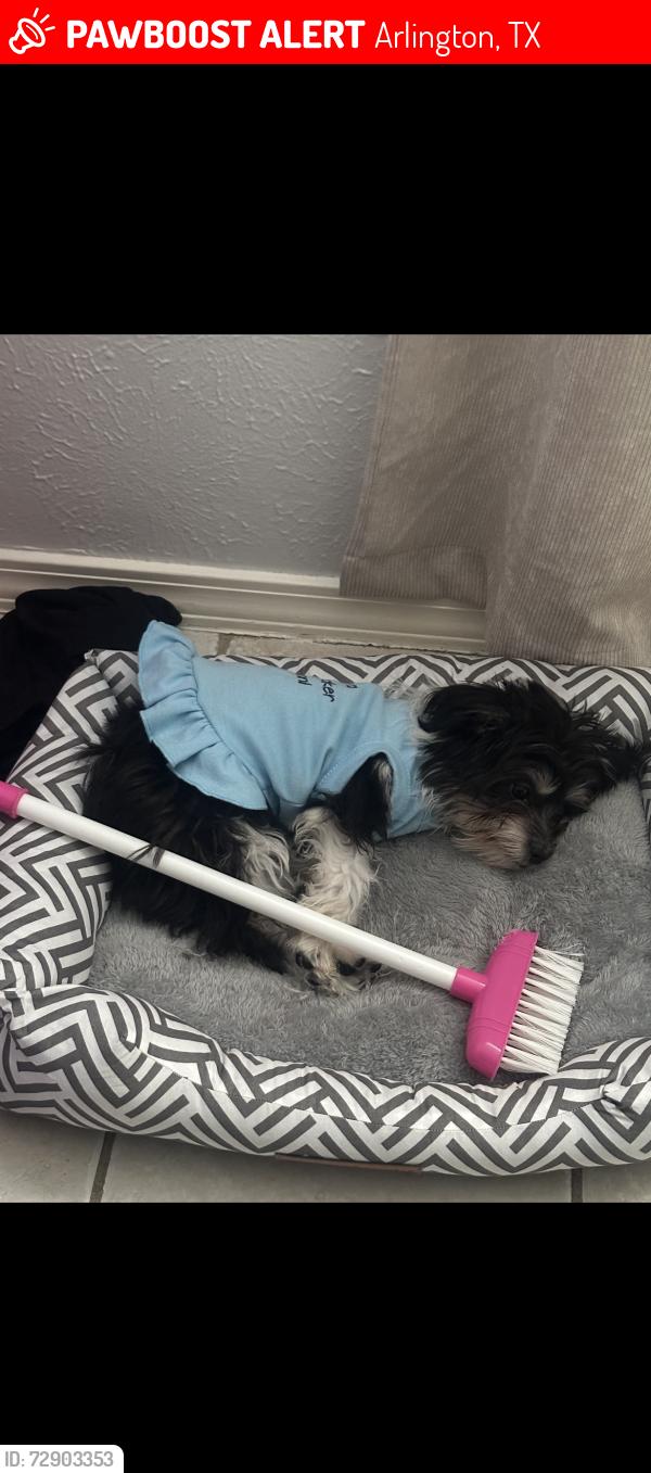 Lost Female Dog last seen Westminister , Arlington, TX 76015