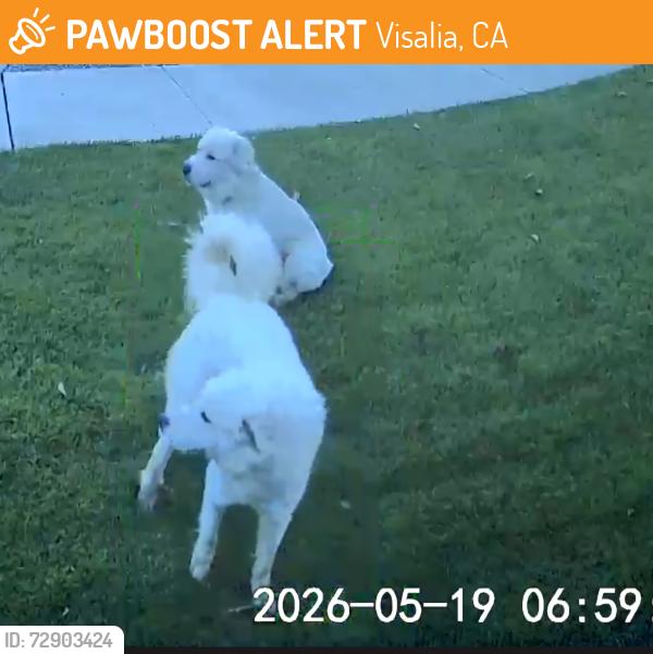 Found/Stray Unknown Dog last seen Sedona & Brooke St, Visalia, CA 93291