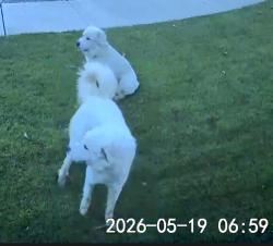 Found/Stray Unknown Dog last seen Sedona & Brooke St, Visalia, CA 93291