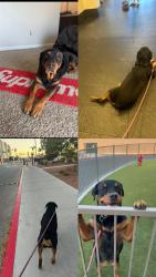 Lost Female Dog last seen Walmart , Las Vegas, NV 89119