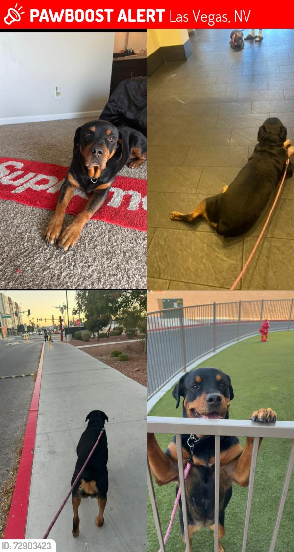 Lost Female Dog last seen Walmart , Las Vegas, NV 89119