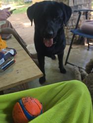 Lost Male Dog last seen Wendy's / little Caesars , Elberton, GA 30635
