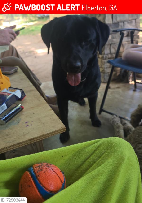 Lost Male Dog last seen Wendy's / little Caesars , Elberton, GA 30635