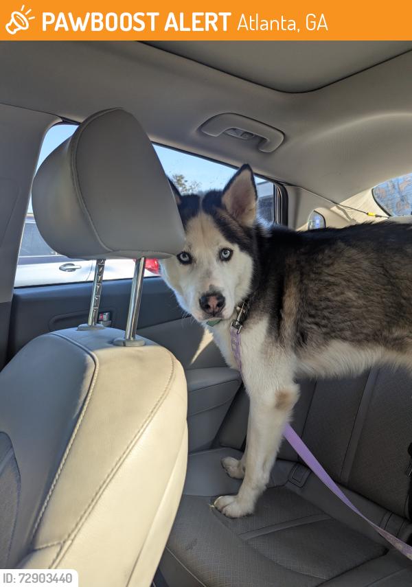 Found/Stray Male Dog last seen Bluefield and Wyland, Atlanta, GA 30310