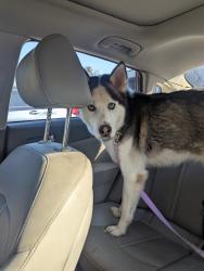 Found/Stray Male Dog last seen Bluefield and Wyland, Atlanta, GA 30310
