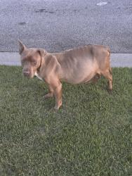 Found/Stray Unknown Dog last seen Swiggz Restaurant and Lounge, Stockbridge, GA 30281