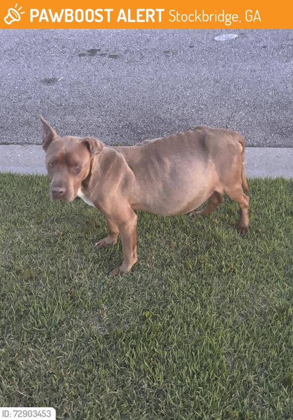 Found/Stray Unknown Dog last seen Swiggz Restaurant and Lounge, Stockbridge, GA 30281