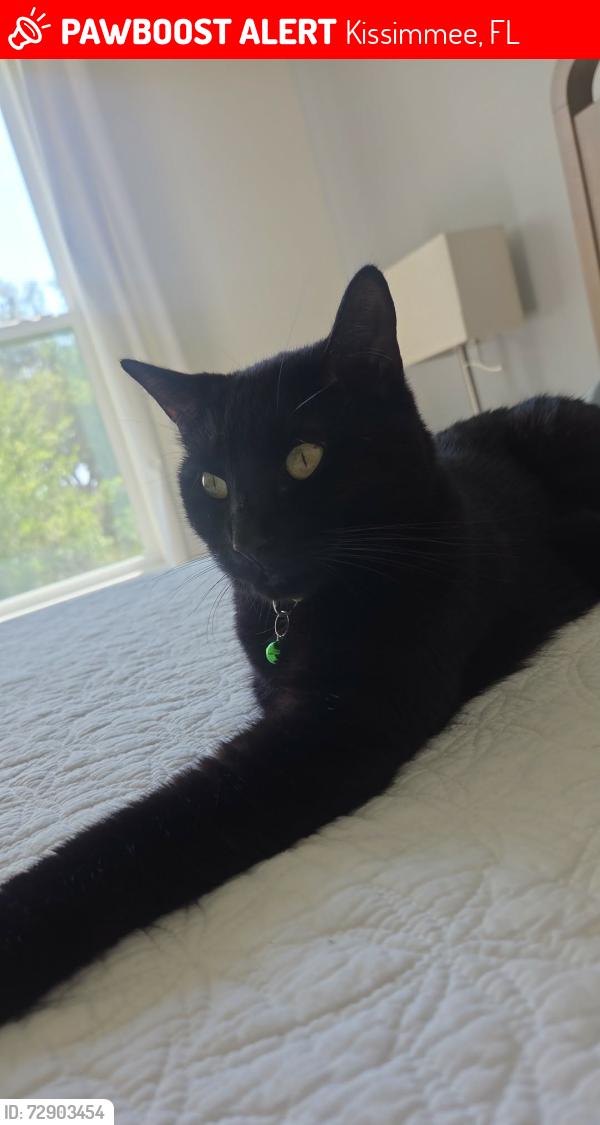 Lost Male Cat last seen Near barberry dr, Kissimmee, FL 34744